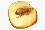 Detailed Fossil Caddisfly (Trichoptera) In Baltic Amber #330661-1
